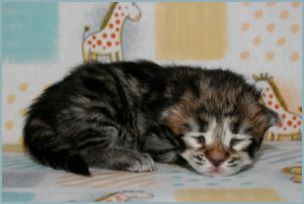 Female Siberian Kitten from Deedlebug Siberians